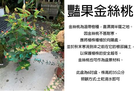 豔果金絲桃|豔果金絲桃的栽培照護方法